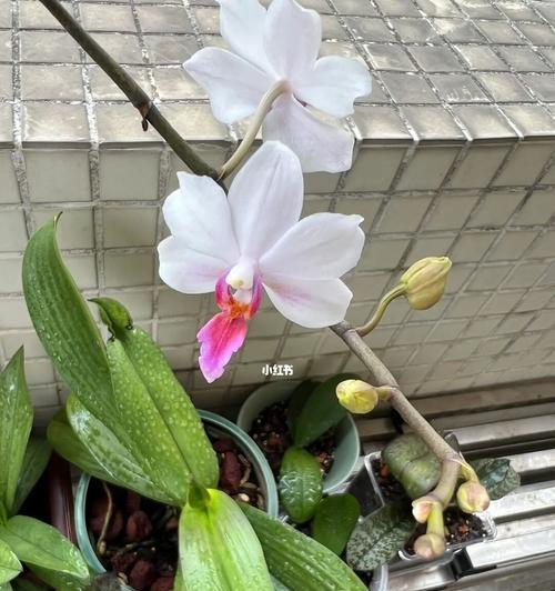 蝴蝶兰中几苗几梗的意义与繁殖方法（探索蝴蝶兰中不同苗数和梗数的意义）