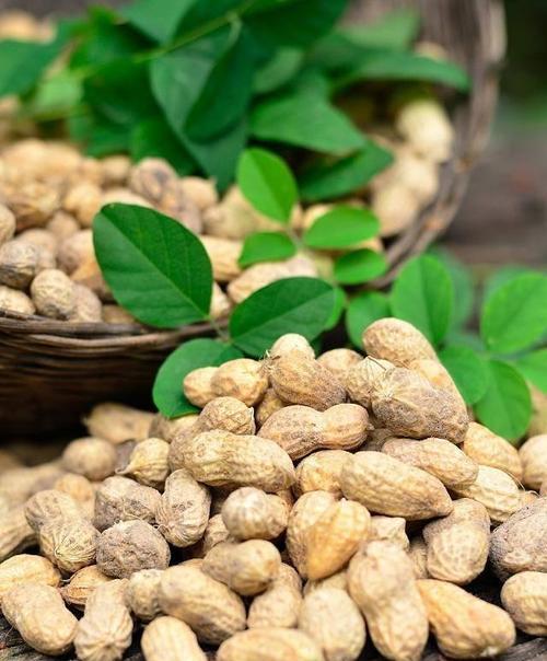 花生可以生吃吗？生吃花生的健康益处和注意事项是什么？
