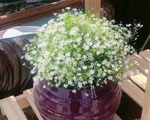 满天星植物如何养护？喜水还是喜旱？