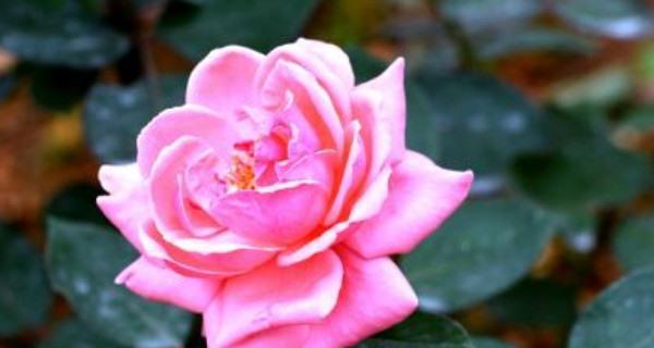 粉色月季花的花语——传递温柔与爱的使者(与花语分享真心)