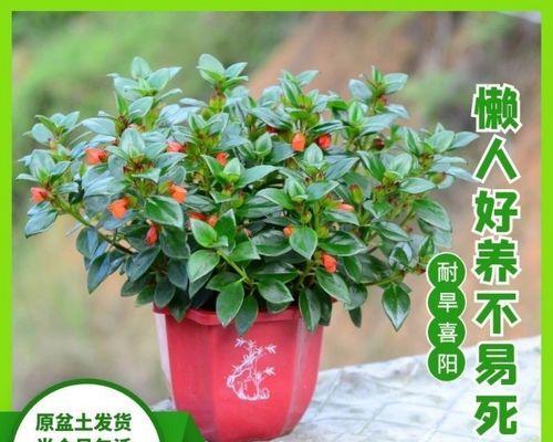 春夏季节适合养哪些花？如何选择适合的花卉品种？