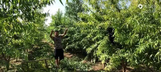 桃树修剪方法有哪些？如何正确修剪桃树？