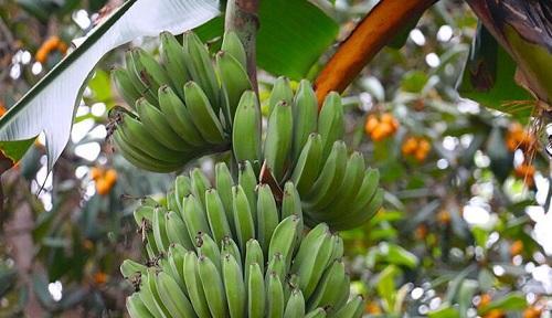 以香蕉代表十二生肖，揭示人们的性格和命运特点（十二生肖中各种性格类型的揭示与解读）