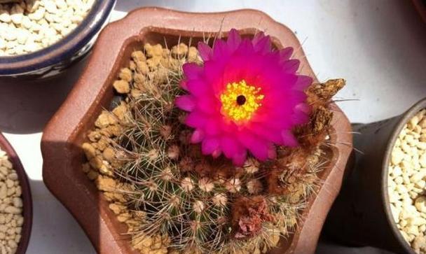 仙人球换土换盆的最佳时间和方法是什么?