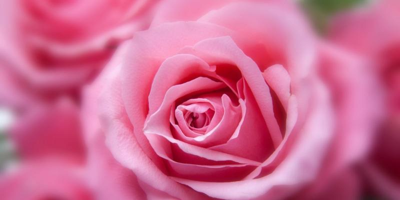 11朵粉色玫瑰的象征意义与内涵（解读11朵粉色玫瑰传递的情感和寓意）