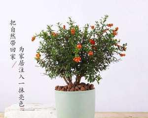 石榴树有毒吗？室内养护需要注意什么？