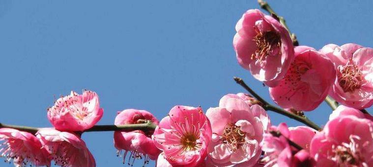 梅花的花语与代表意义（探寻梅花的美丽与深意）