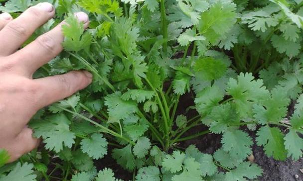 香菜还有哪些别名?这些别名背后有什么故事吗?