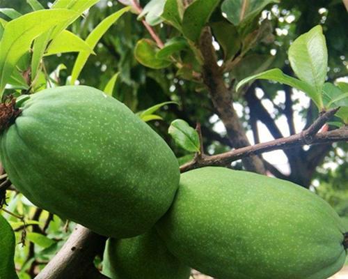 木瓜什么季节吃最好？如何挑选最佳成熟度的木瓜？