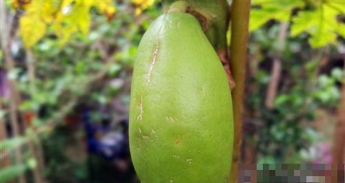 木瓜什么季节吃最好？如何挑选最佳成熟度的木瓜？