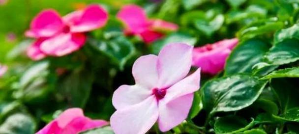 长春花花语揭示的心灵之美（长春花花语的深刻寓意与生命启示）