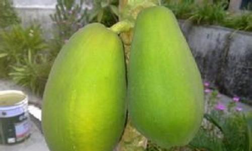 木瓜什么季节吃最好？如何挑选最佳成熟度的木瓜？