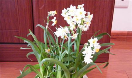 水仙花花期持续多久？开花时间需要几天？