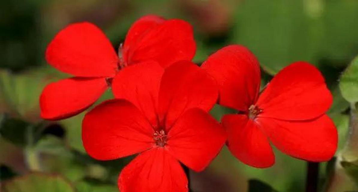 以百合花代表原谅宽恕(百合花)