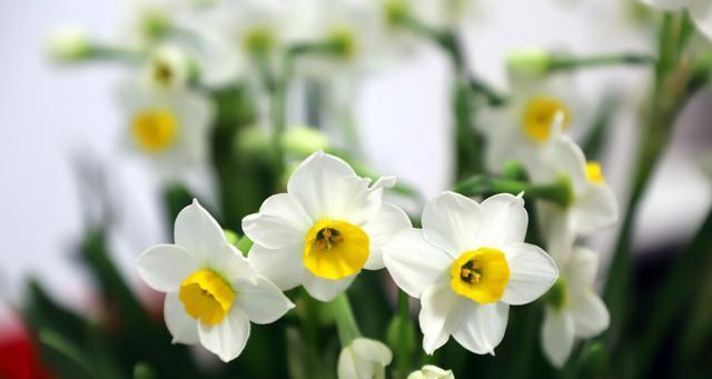 水仙花的象征意义及其鲜花语（崇高、纯洁、希望、坚毅）