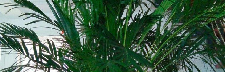 家里养散尾葵风水好吗?散尾葵的风水作用是什么? 家里养散尾葵风水好吗?散尾葵的风水作用是什么?