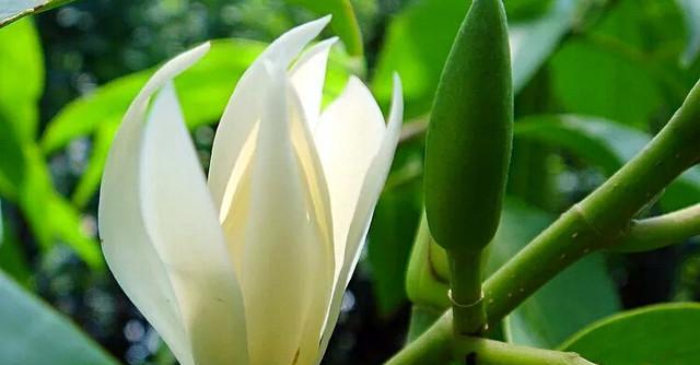 白玉兰盆栽可行吗?盆栽白玉兰的注意事项是什么?