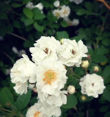 白蔷薇的花语（白蔷薇的花语浅析）