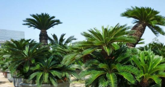 铁树喜阴还是喜阳光？如何正确养护铁树？