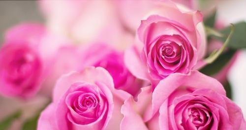 玫瑰数量的含义及象征意义（一朵、十朵、一百朵）