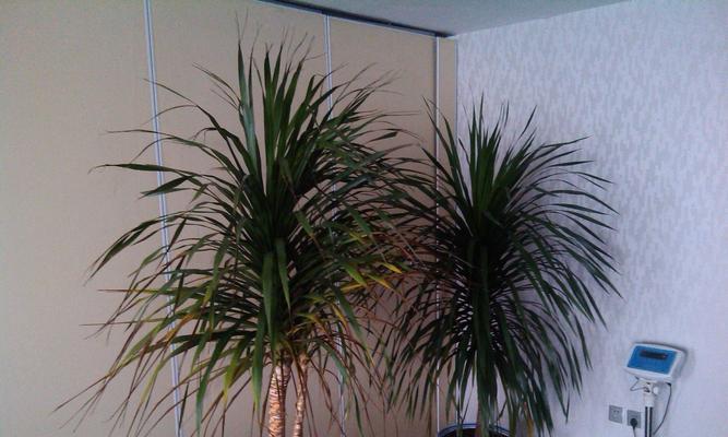 龙须树耐阴吗？了解其耐阴植物特性及养护要点