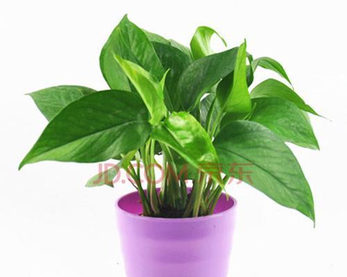 办公室绿萝花语的美妙秘密（绿萝）