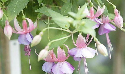 倒挂金钟花语寓意（倒挂金钟的美丽寓意与象征）