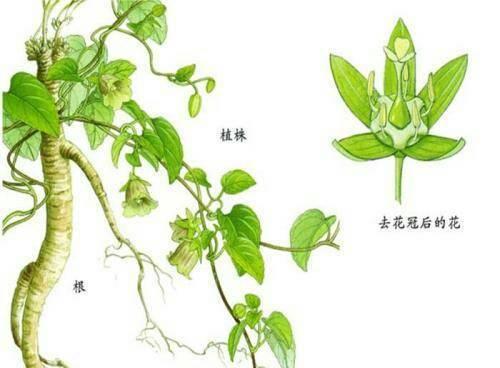 美人蕉花叶病症状是什么？如何有效防治？