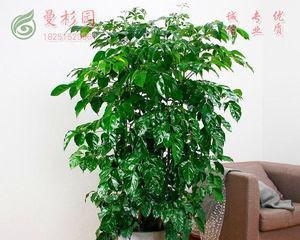 绿宝树的寓意与意义（探索绿宝树所代表的象征与价值）