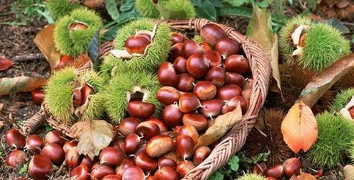 板栗是哪里的特产？中国哪些地方的板栗最出名？