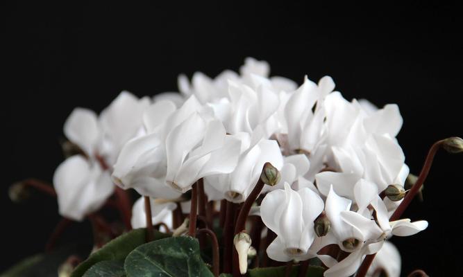 以仙客来花的寓意(花开花谢)