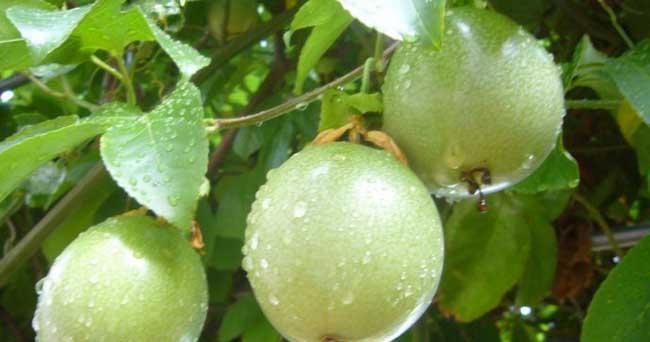 百香果是常绿植物吗？种植百香果需要注意什么？