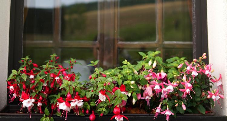 倒挂金钟的花语和寓意（探索倒挂金钟花的丰富象征意义）