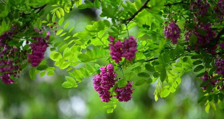 槐花的多彩色彩与花语（探索槐花的各种颜色与深意）