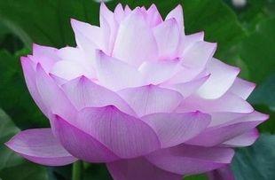 莲花的意义与象征(探寻莲花的美丽与智慧)