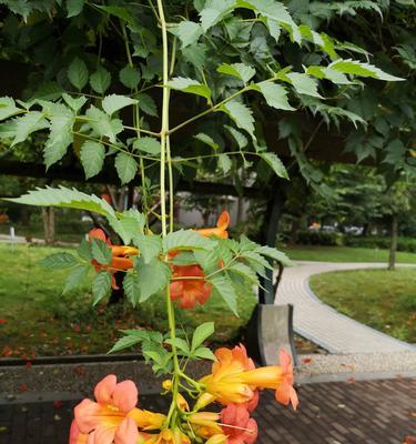 凌霄花（花语与寓意）