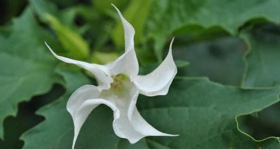 曼陀罗花语与其代表意义（探索曼陀罗花的神秘内涵）