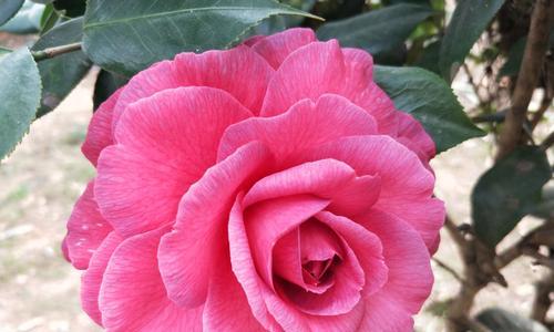 山茶花的花语（山茶花的美丽与意义）