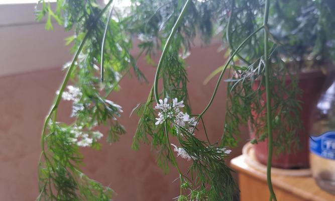 香菜会开花吗(了解香菜开花的意义和条件)