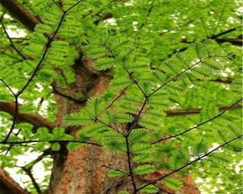 水杉属于种子植物吗？其繁殖方式有何特点？