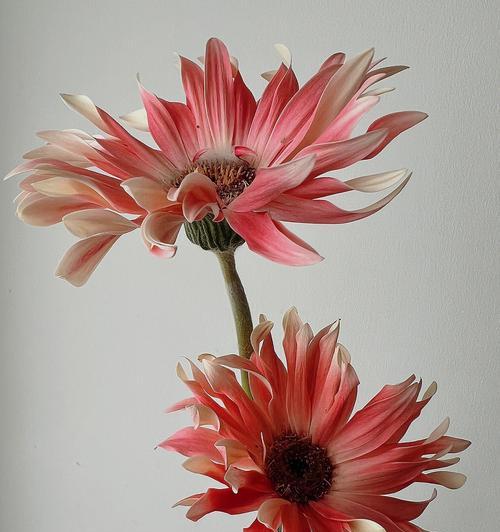 非洲菊代表意义及其象征之美（赏析非洲菊的多重寓意与文化价值）