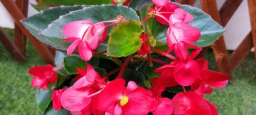 海棠换盆的最佳时机是什么时候？换盆后如何护理？