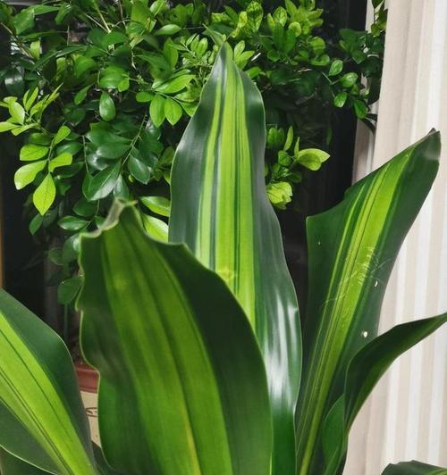 巴西木喜欢太阳吗？光照需求与养护技巧解析？