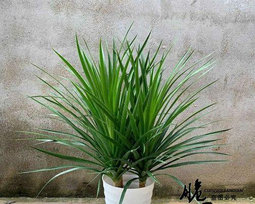 巴西木喜欢太阳吗？光照需求与养护技巧解析？