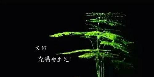 文竹之永恒不变（守望岁月）