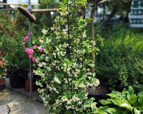 风车茉莉种植时盆栽大小如何选择？合适尺寸是多少？