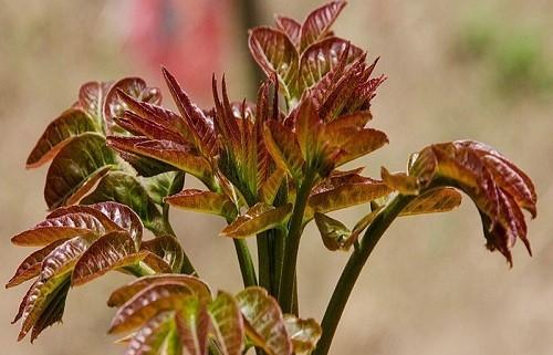 家里能种香椿树吗？种植条件和注意事项是什么？