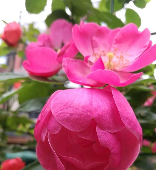 藤本月季的花语（探寻藤本月季花的含义与象征）