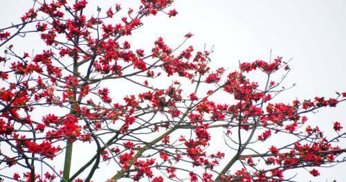 木棉树（探寻木棉树的象征意义）