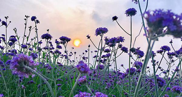 探寻熏衣草的花语之谜(揭秘熏衣草的意义与象征)